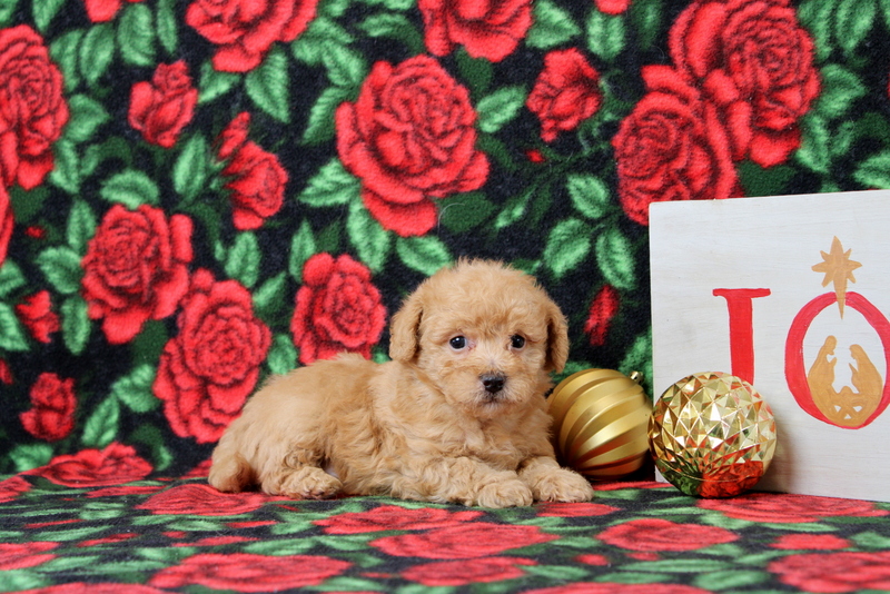 puppy, for, sale, Morkie-Poo, Matthew B. Stoltzfus, dog, breeder, Gap, PA, dog-breeder, puppy-for-sale, forsale, nearby, find, puppyfind, locator, puppylocator, aca